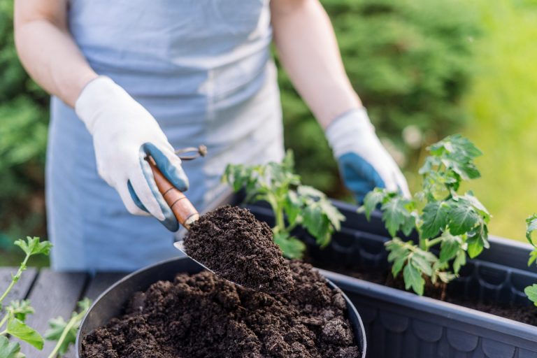 Gardener woman hold shovel with fertilized soil and planting small tomato seedlings in a box, cropped shot